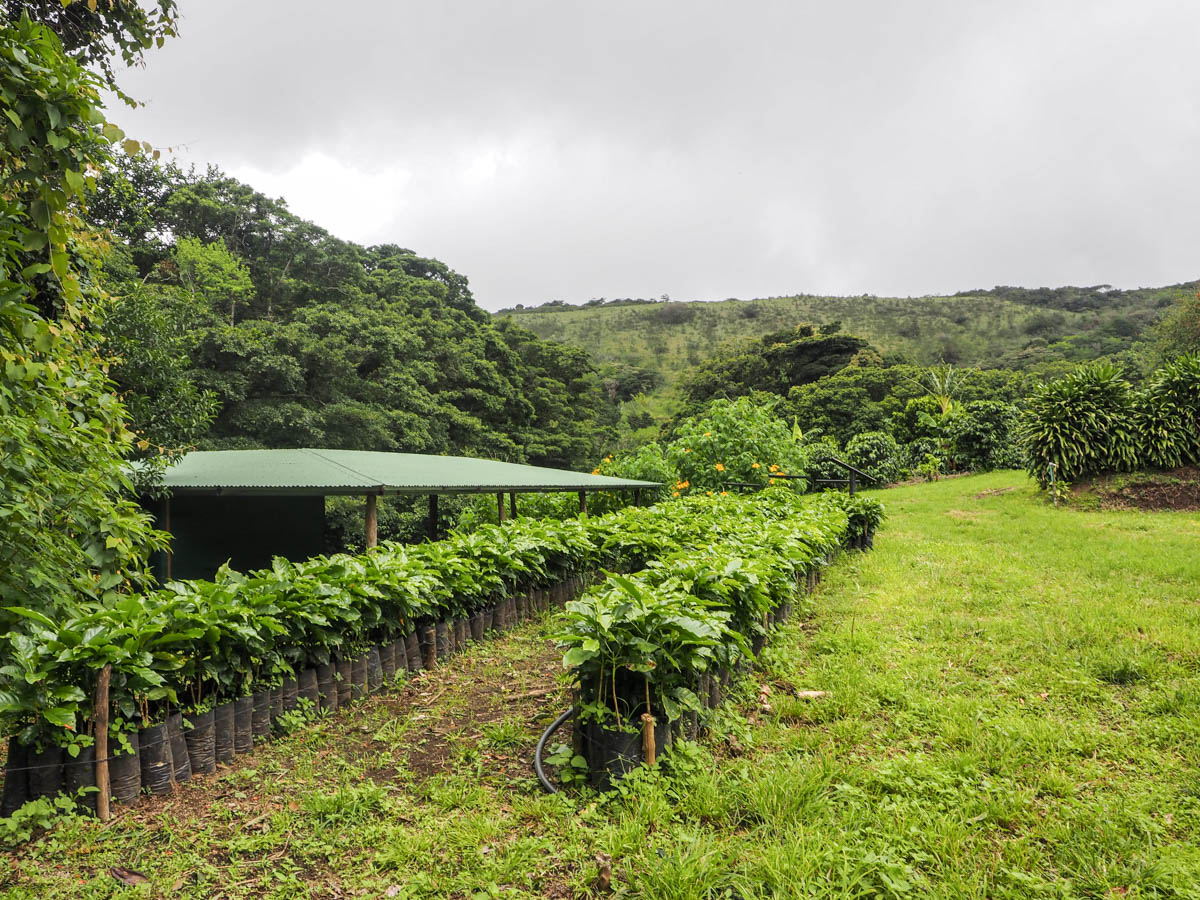 Costa Rica, Monteverde