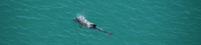 Delfin beim Mittags-Swim