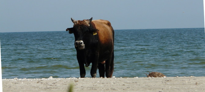 Kuh am Strand