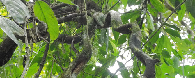 Lianen an Ceiba-Bäumen