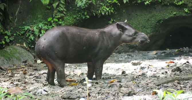 Unvorhergesehener Gast: Ein Tapir
