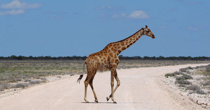 Giraffe crossing