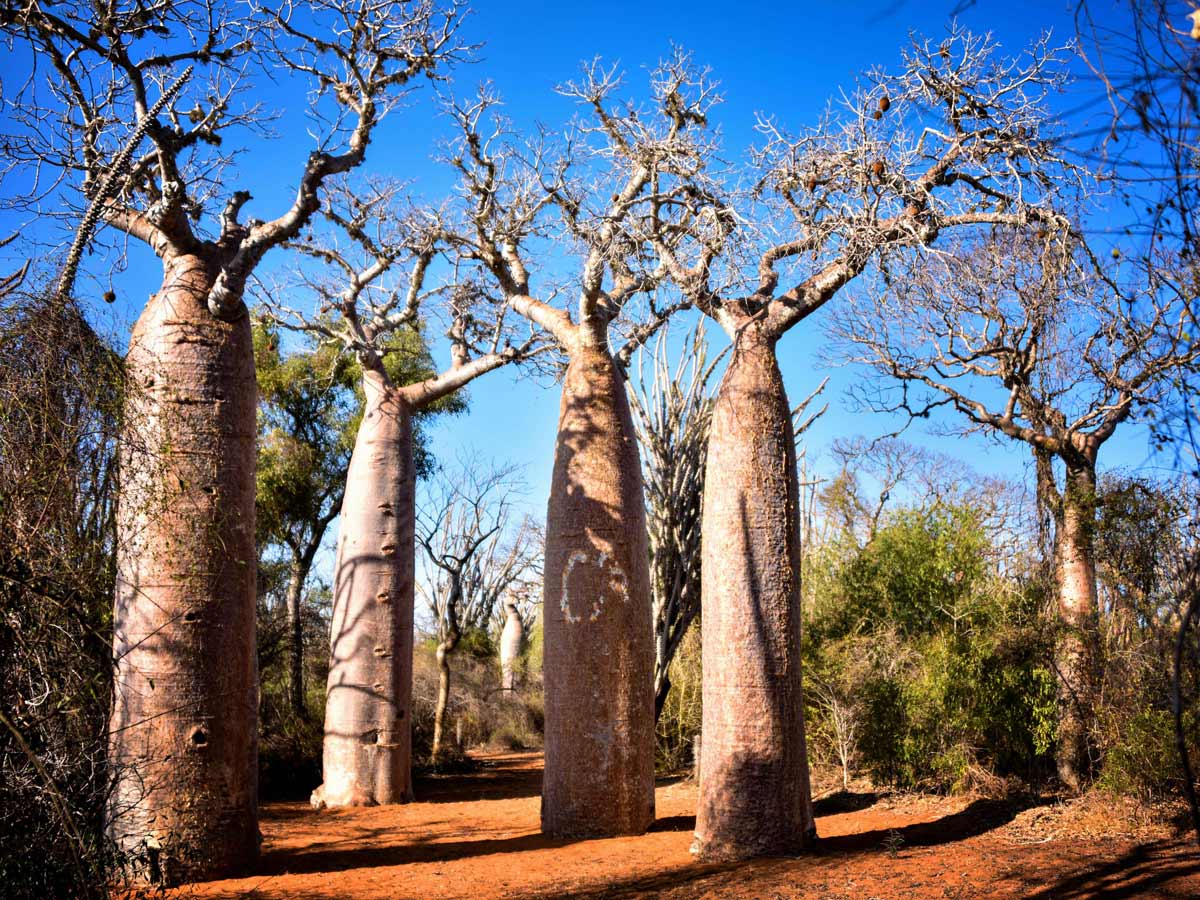 Madagaskar Reisetipps, Baobabs, Madagaskar von Rod Waddington