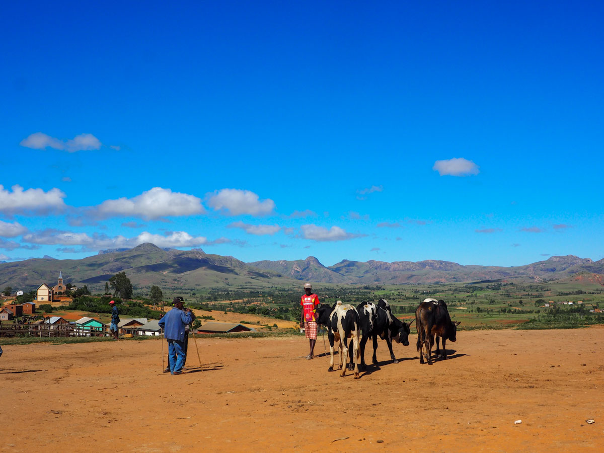 Viehmarkt in Ambalavao