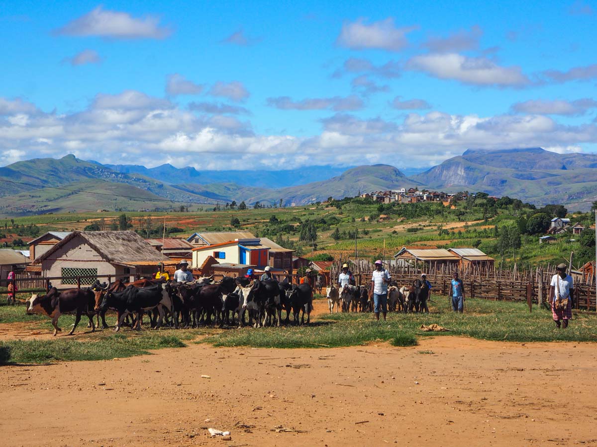 Viehmarkt in Ambalavao