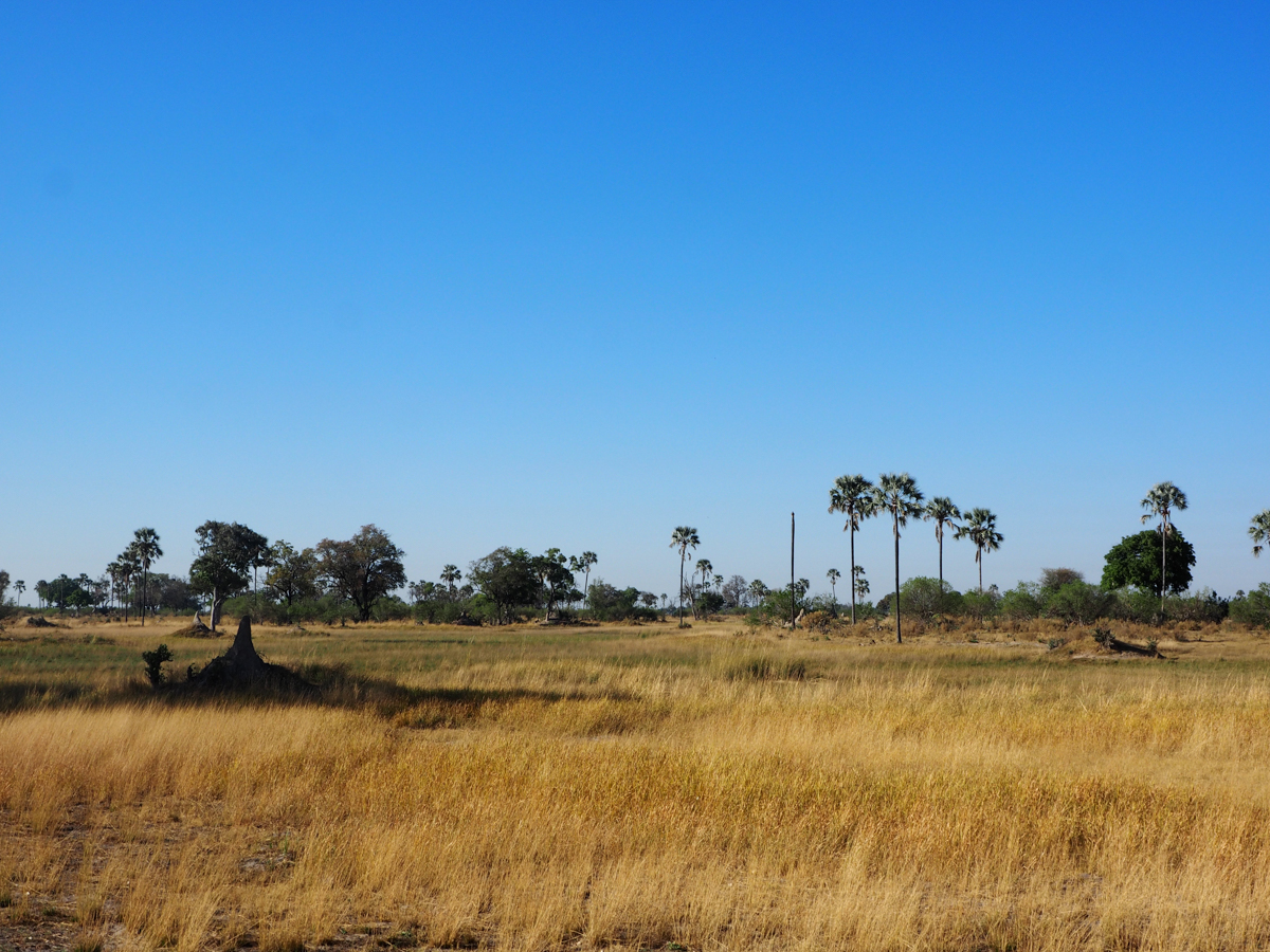 Bush Walk im Okavango Delta