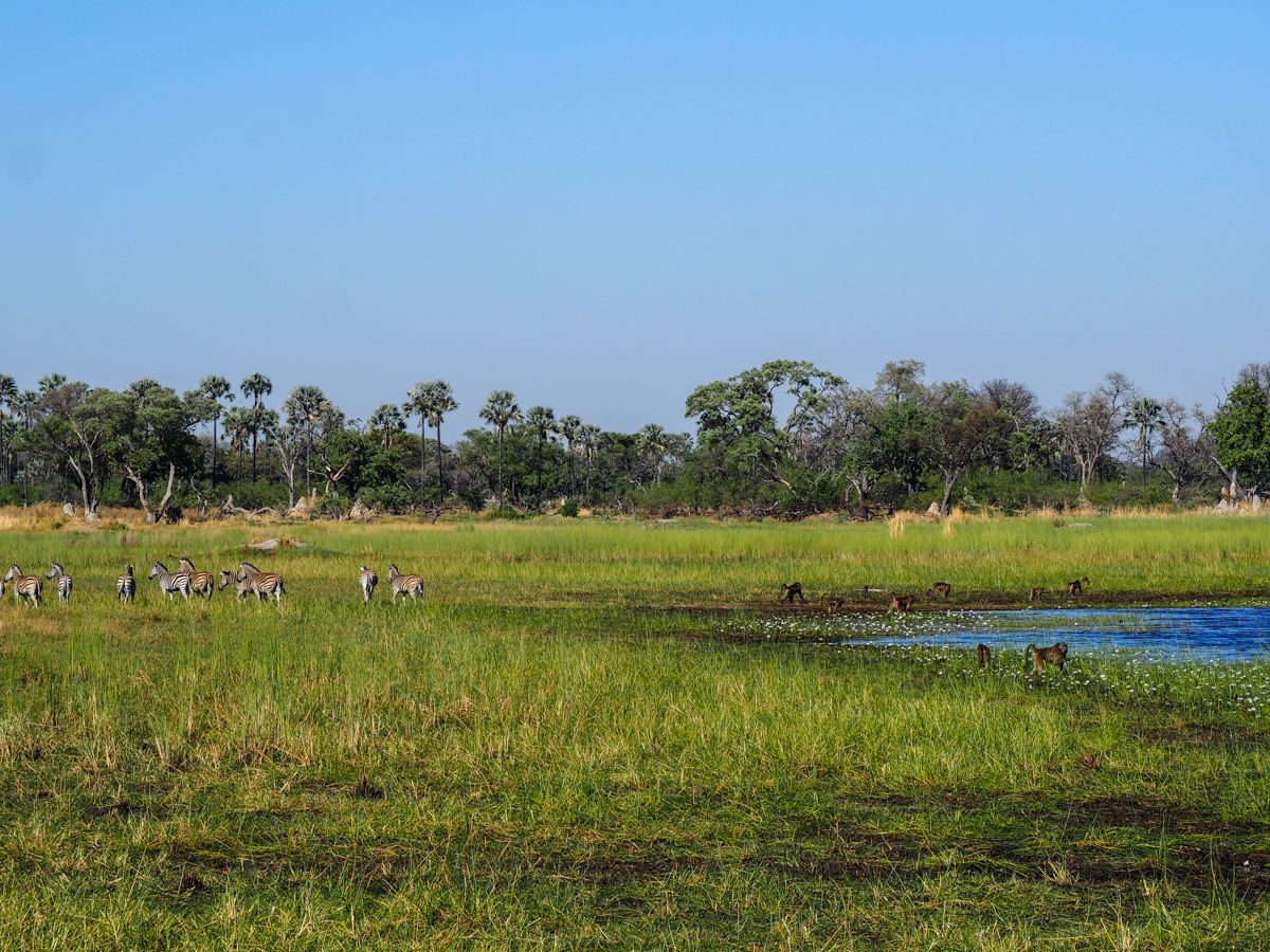 Bush Walk im Okavango Delta