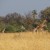 Giraffen beim Bush Walk