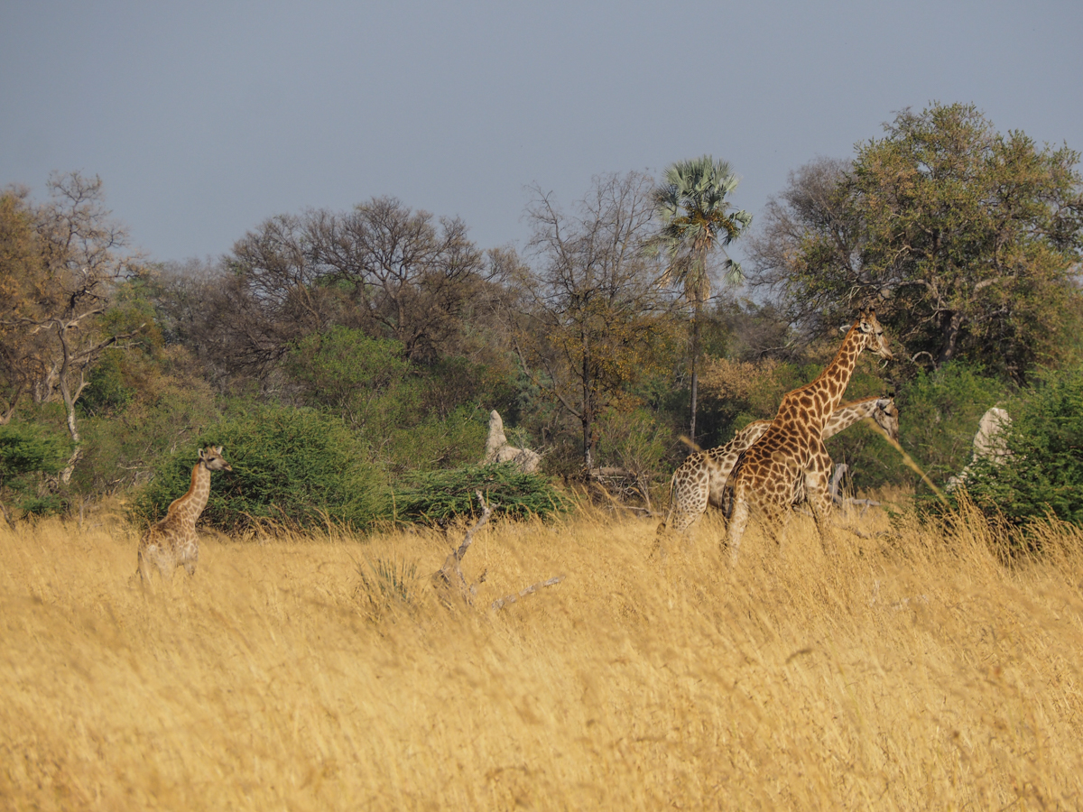 Giraffen beim Bush Walk
