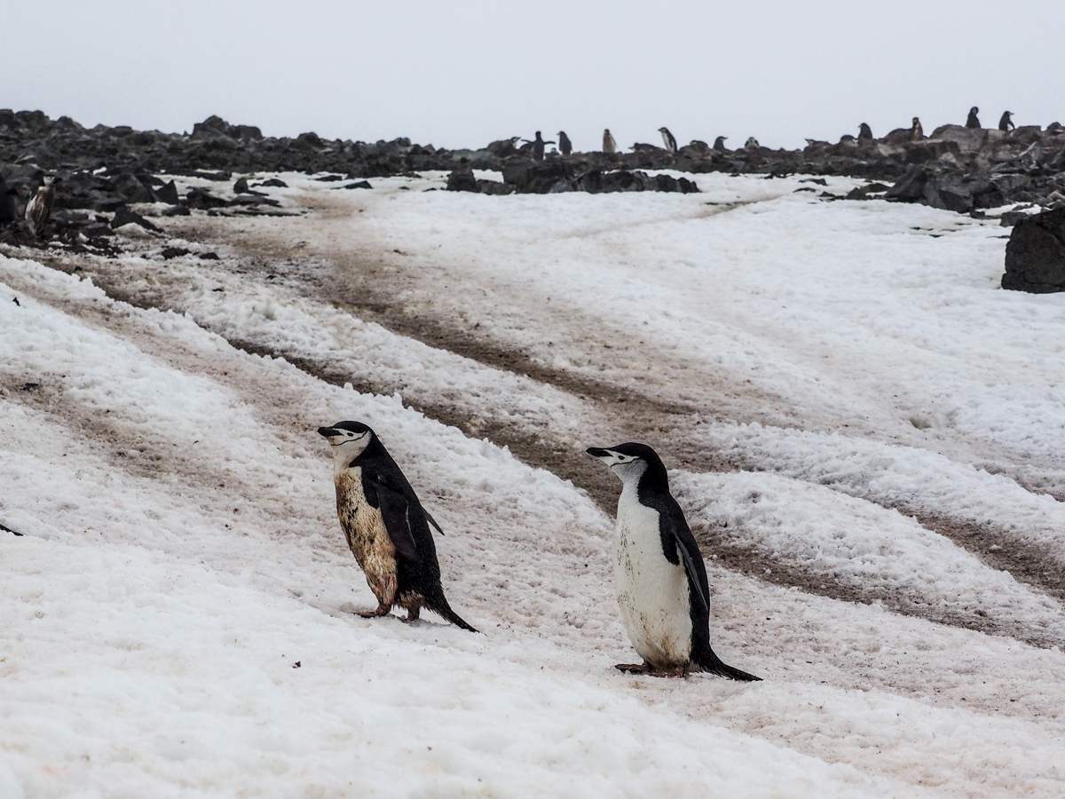 Half Moon Island, Pinguine
