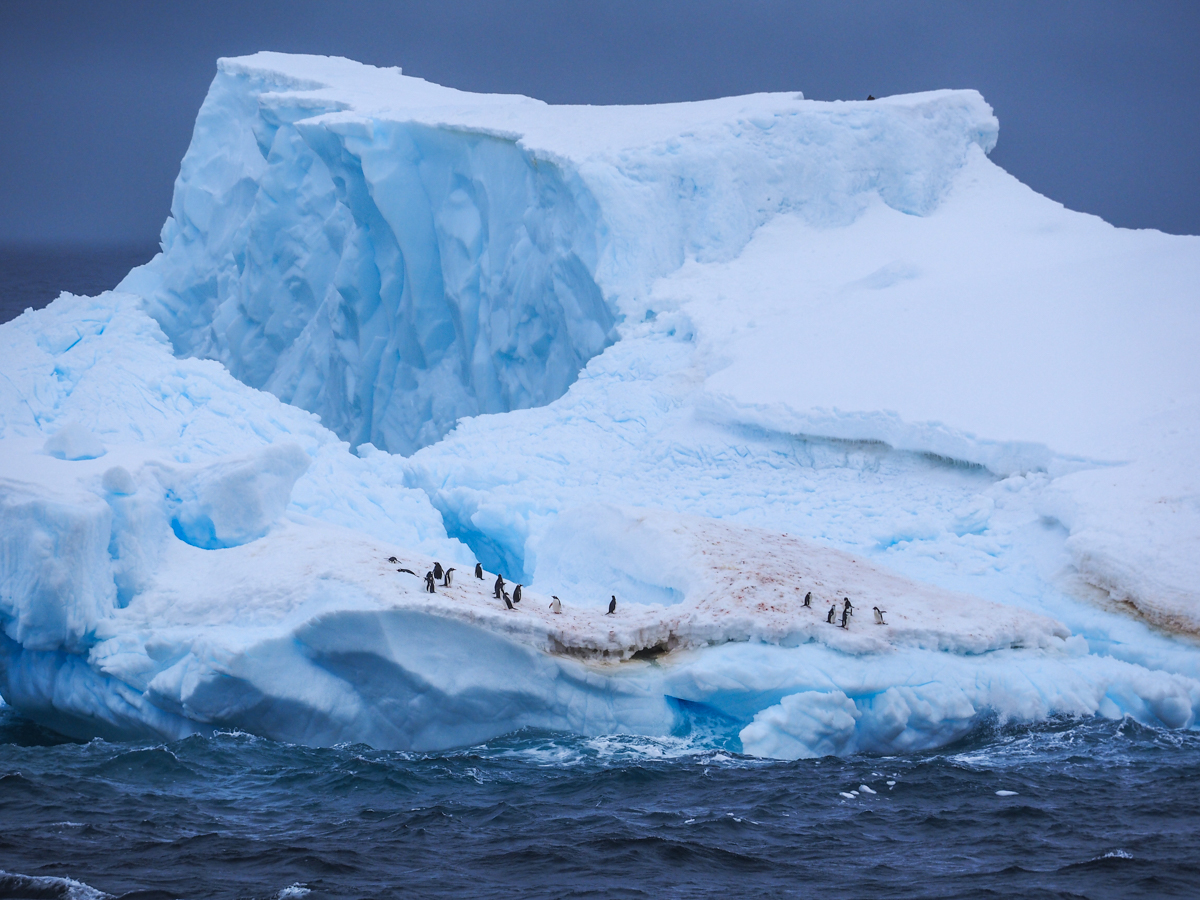 Eisberge bei Half Moon Island, Antarktis