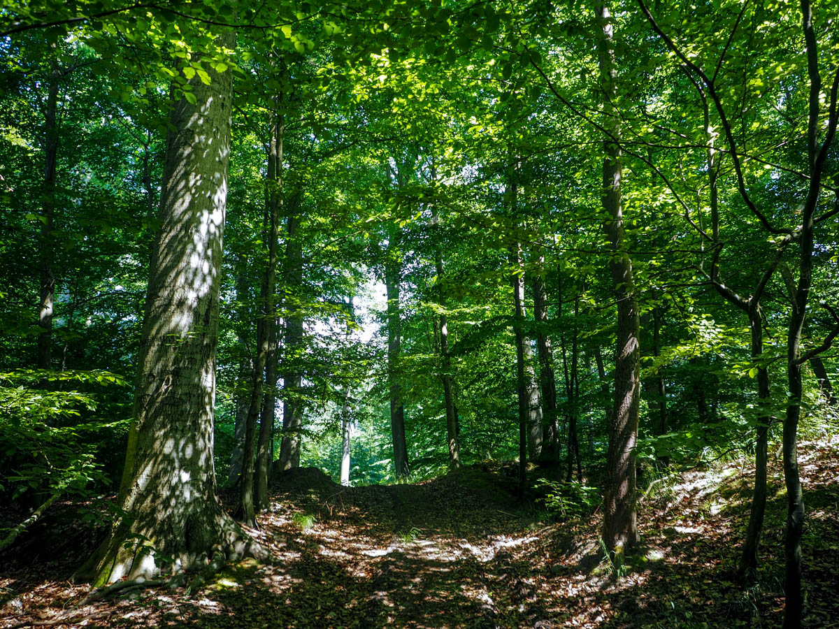 Grumsiner Wald, Uckermark